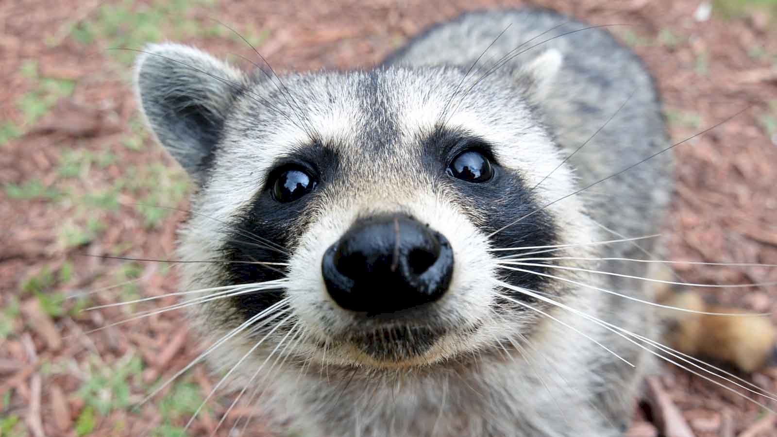 Close up image of a curious raccoon inspecting the camera with a friendly face.